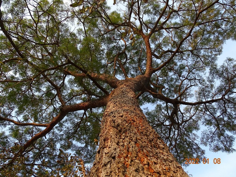 Amblygonocarpus andongensis photo 7