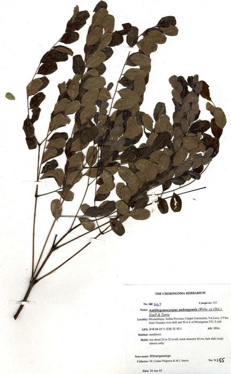 Amblygonocarpus andongensis photo 8