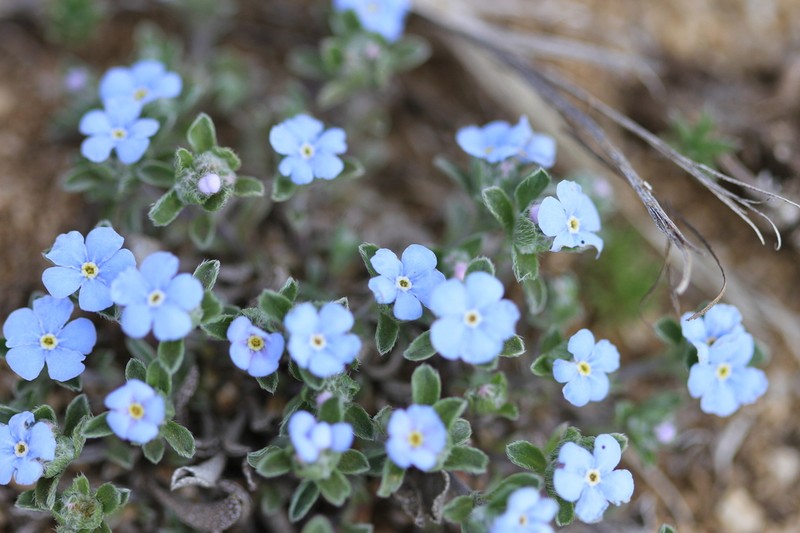Eritrichium rupestre photo 3