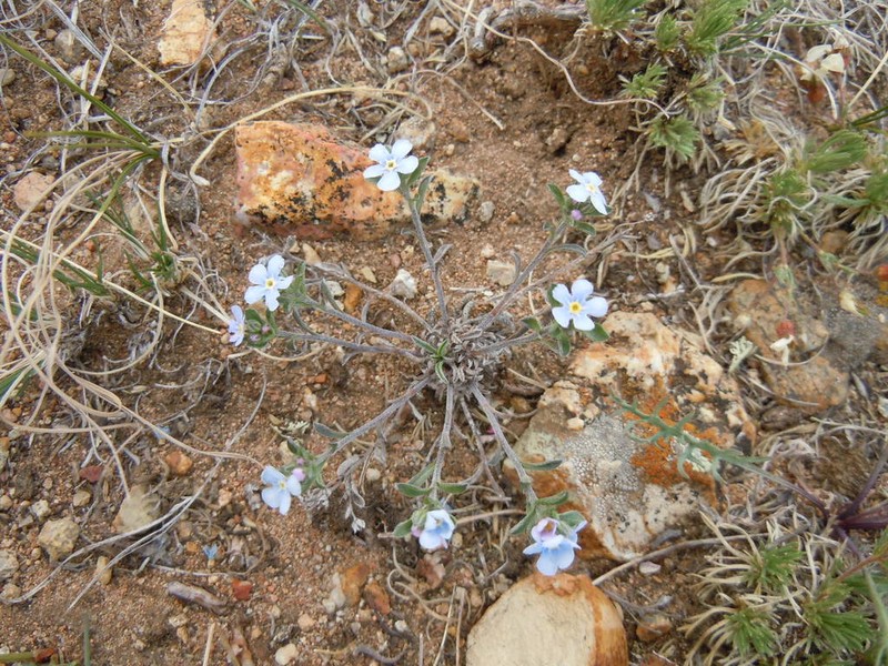 Eritrichium rupestre photo 4