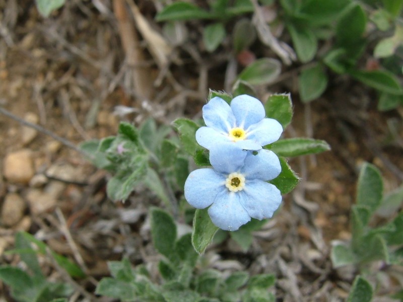Eritrichium rupestre photo 5