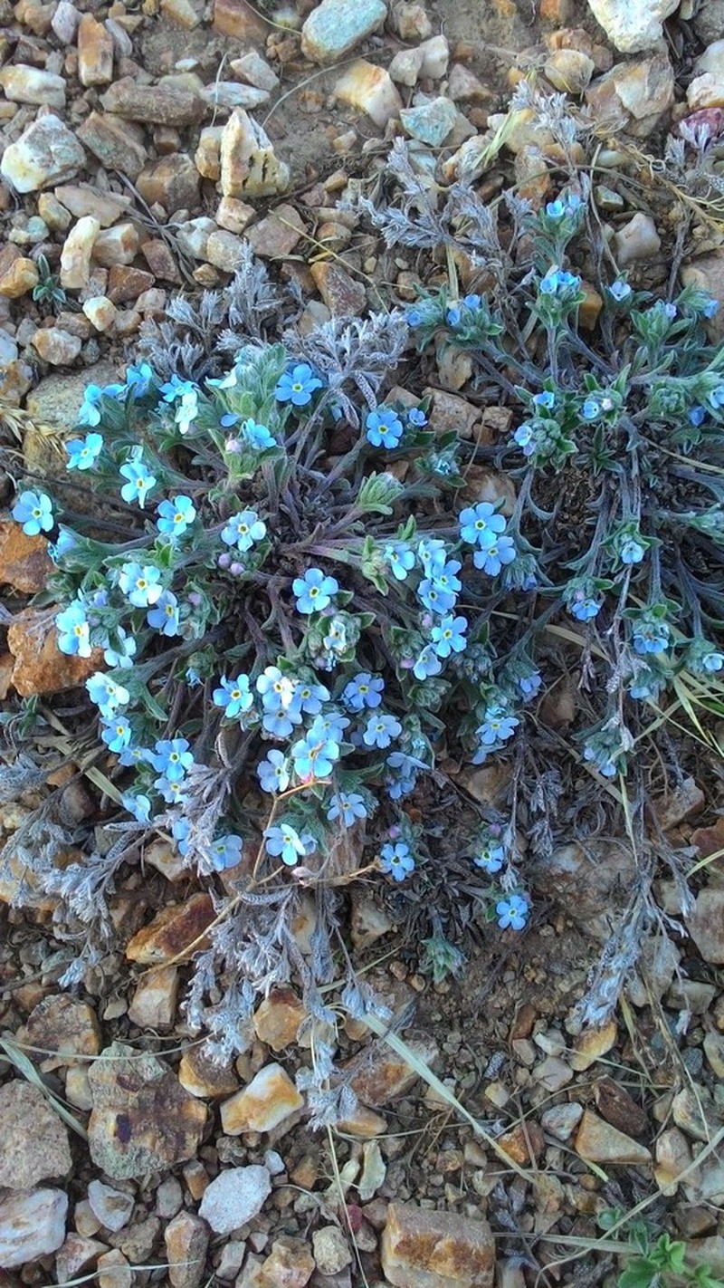 Eritrichium rupestre photo 6