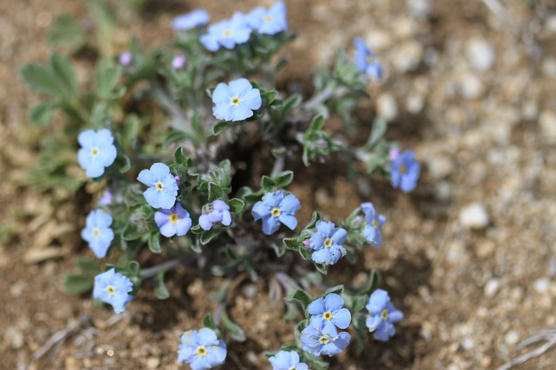 Eritrichium rupestre photo 7