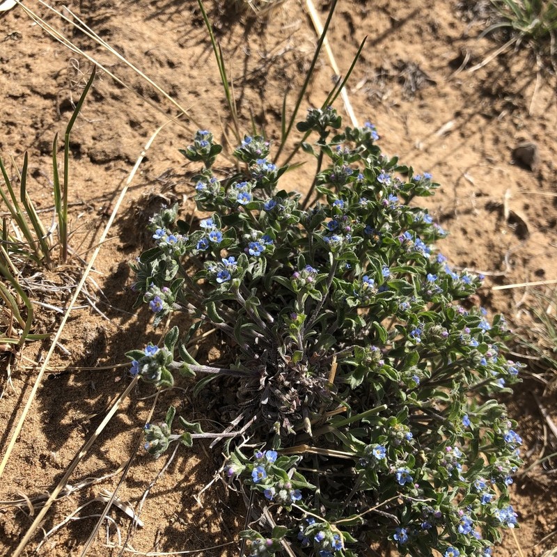 Eritrichium rupestre photo 8