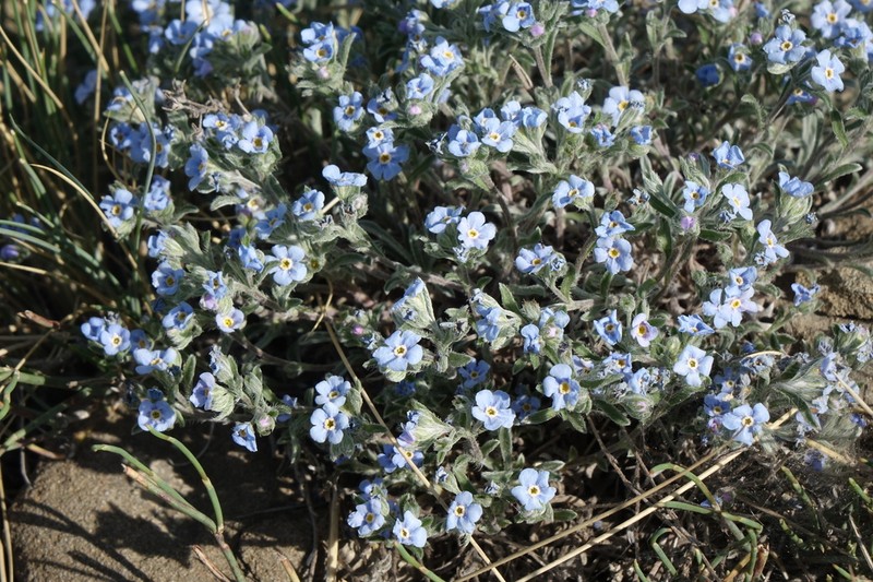 Eritrichium rupestre photo 9