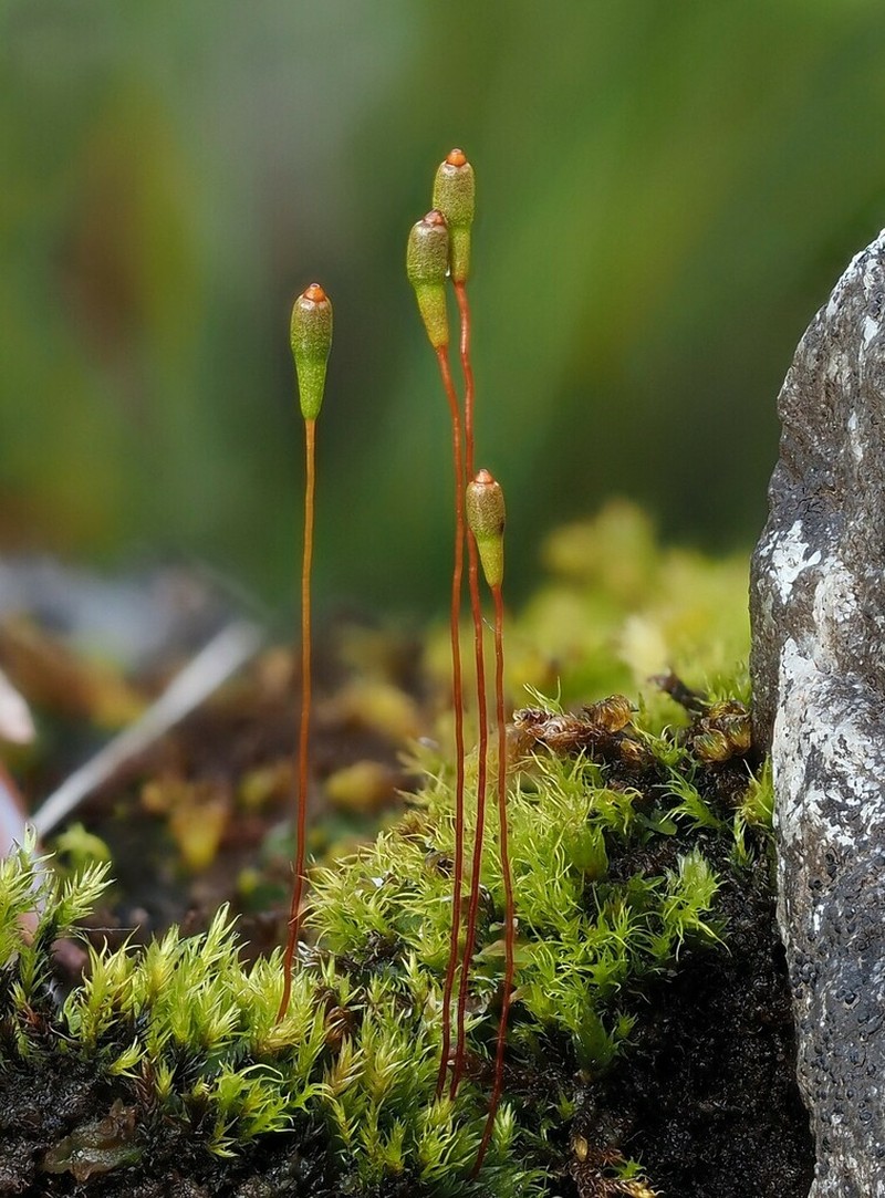 Amblyodon Moss