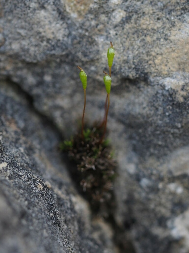 Amblyodon Moss photo 2