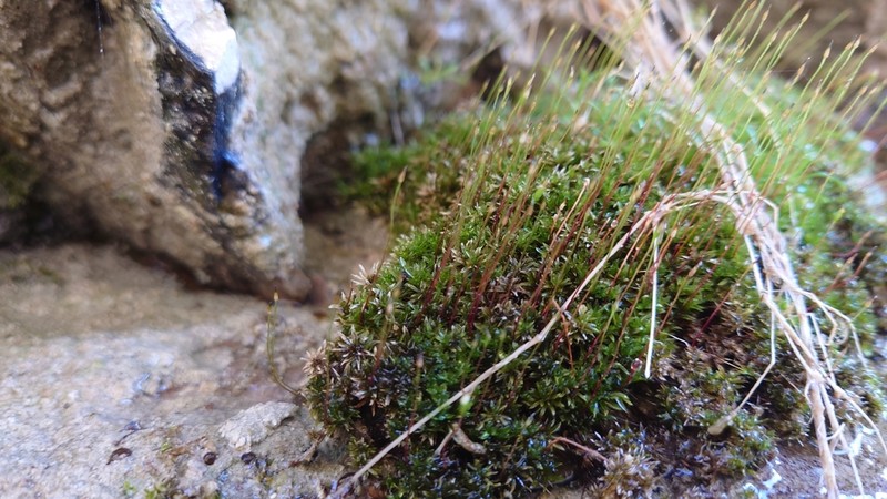 Amblyodon Moss photo 3