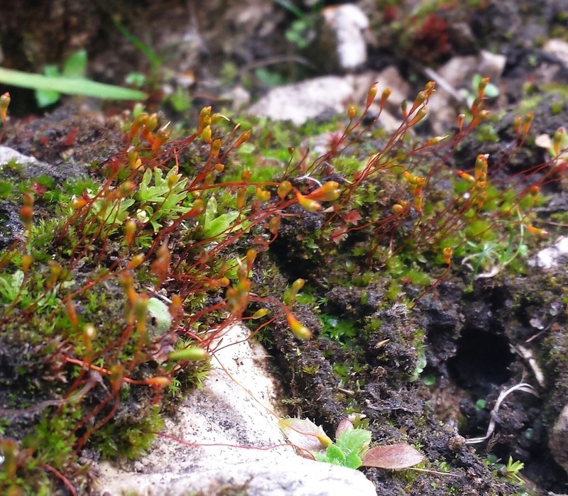 Amblyodon Moss photo 4