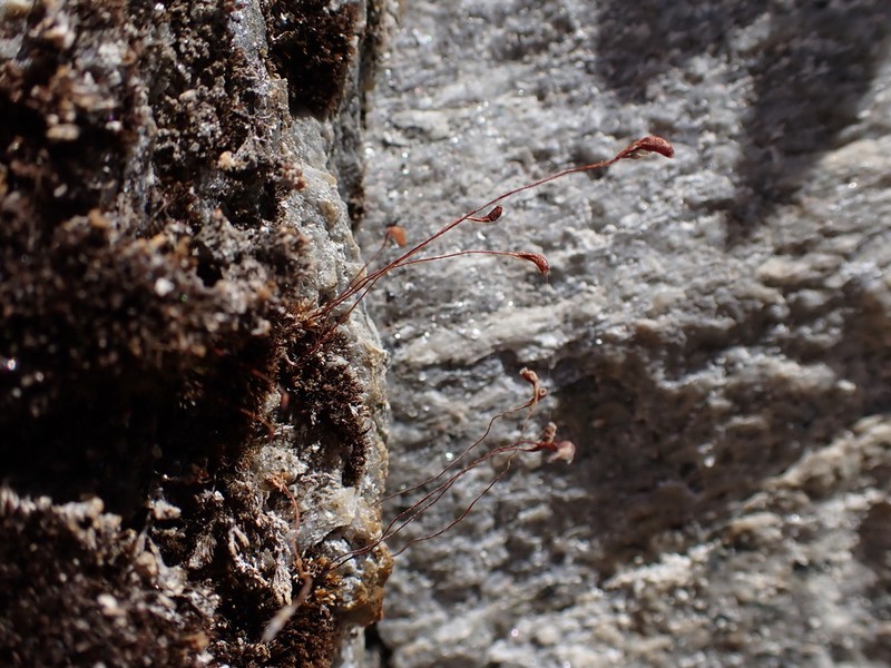 Amblyodon Moss photo 5