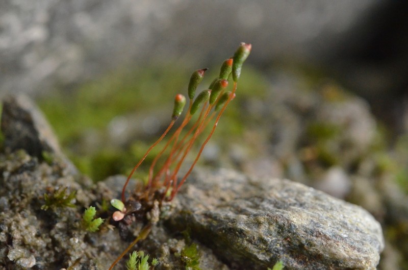 Amblyodon Moss photo 6