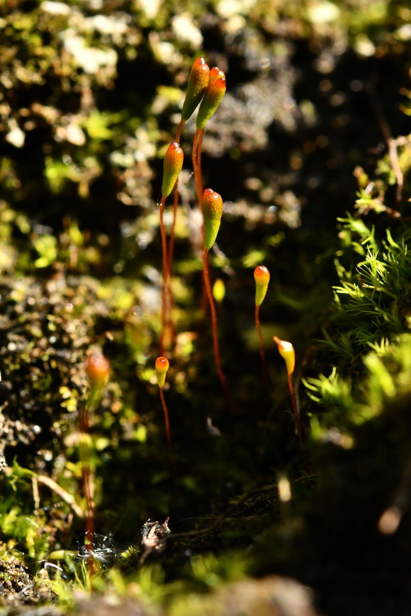 Amblyodon Moss photo 7