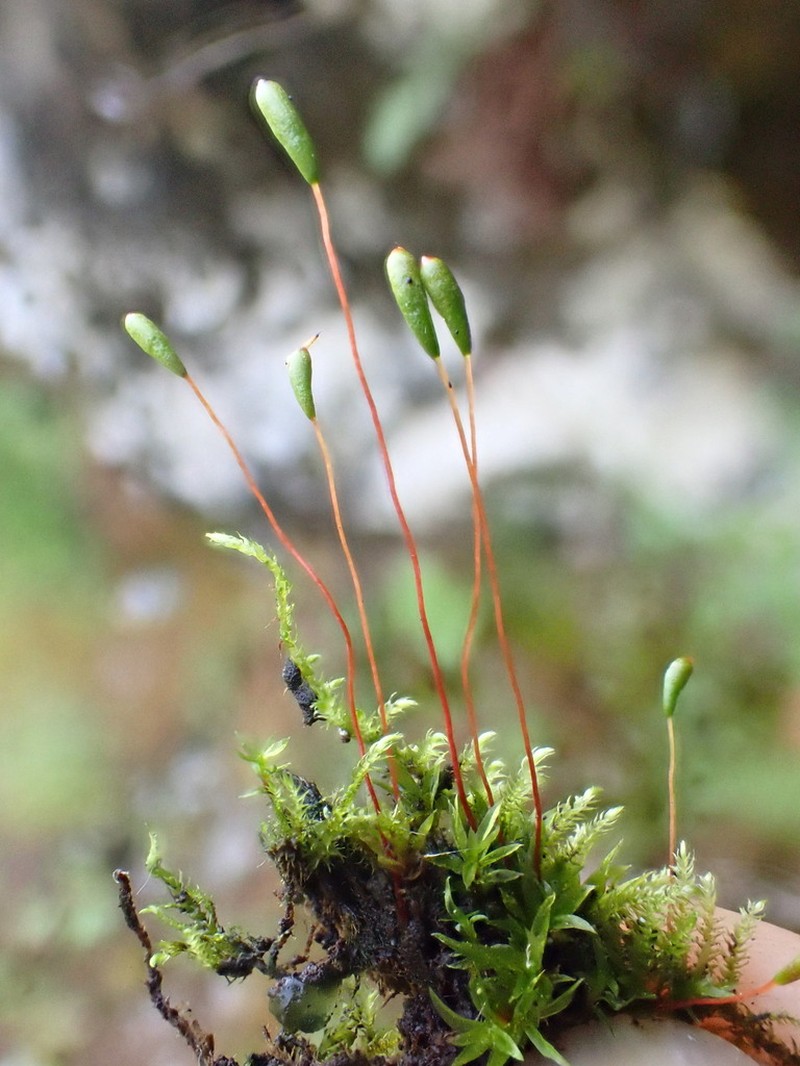 Amblyodon Moss photo 8