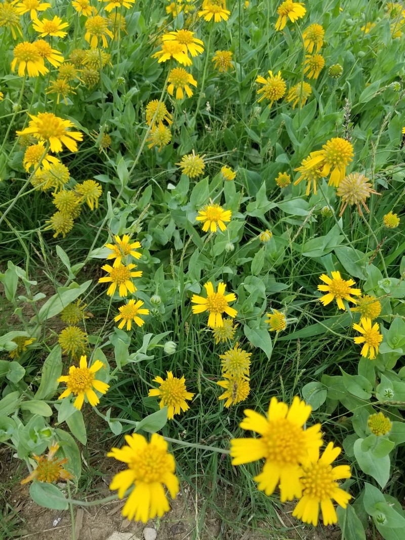Huisache Daisy photo 2