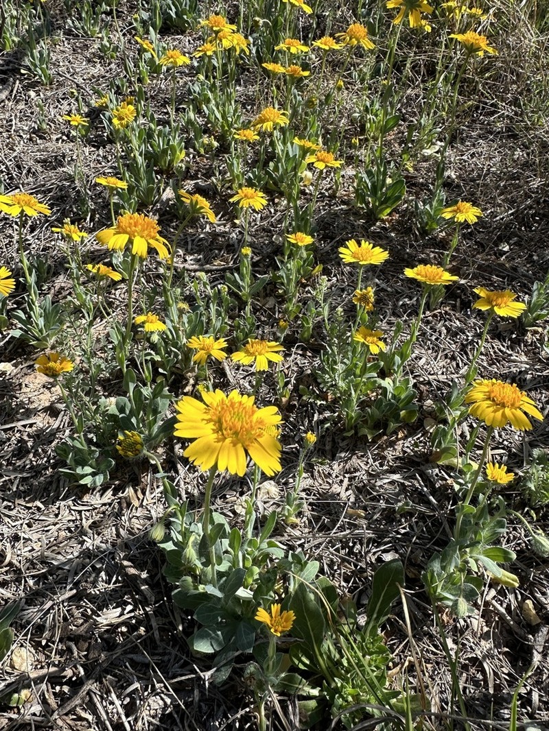 Huisache Daisy photo 3