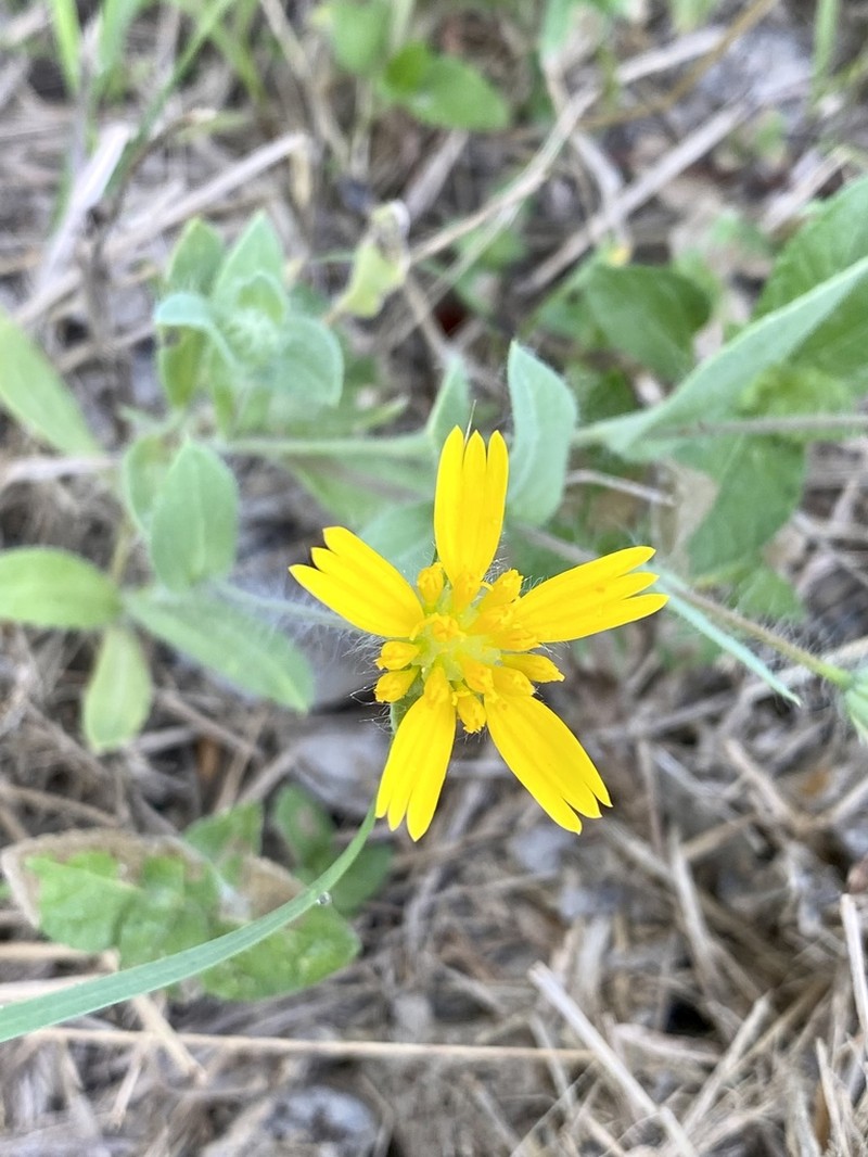 Huisache Daisy photo 4