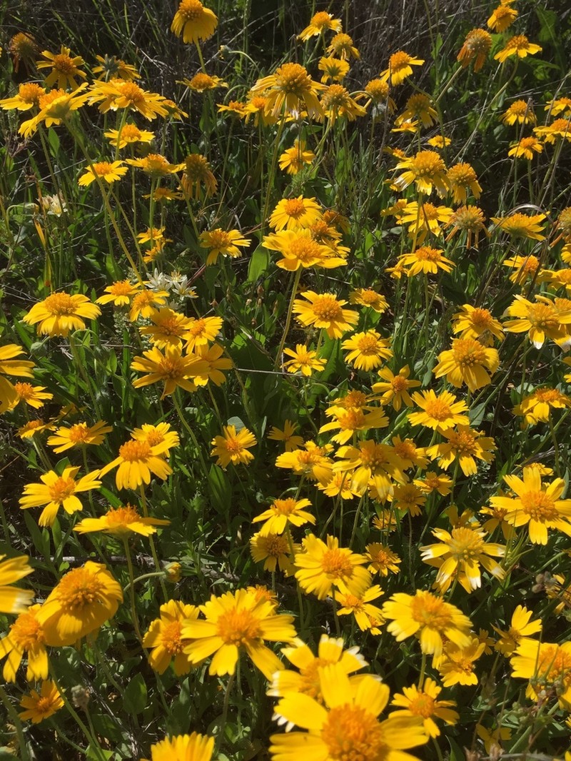 Huisache Daisy photo 5