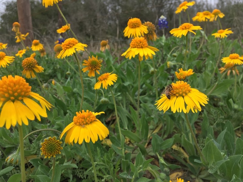 Huisache Daisy photo 6