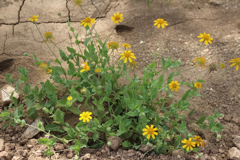 Huisache Daisy photo 7