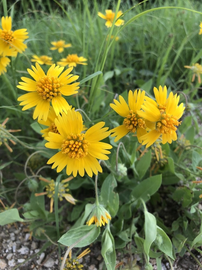 Huisache Daisy photo 8