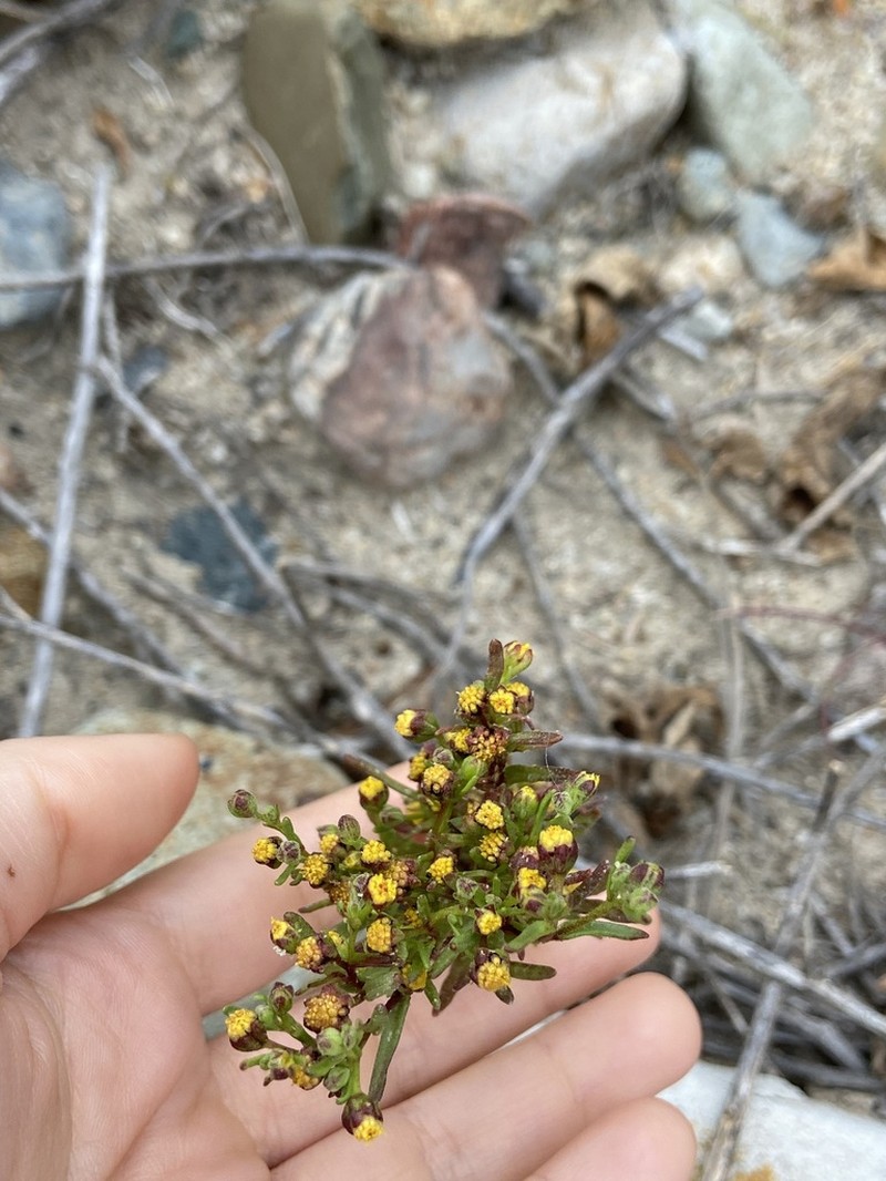 Dwarf Coastweed photo 2