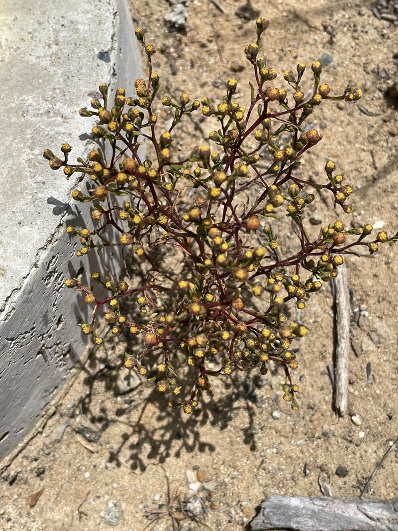Dwarf Coastweed photo 3