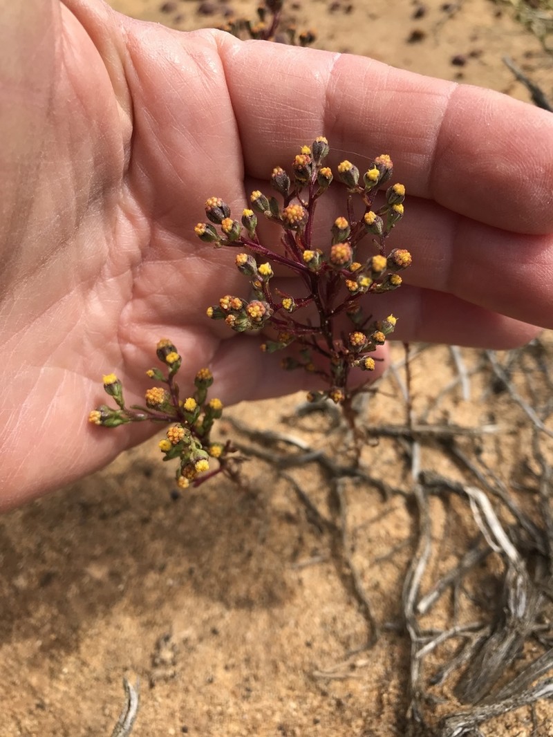 Dwarf Coastweed photo 4