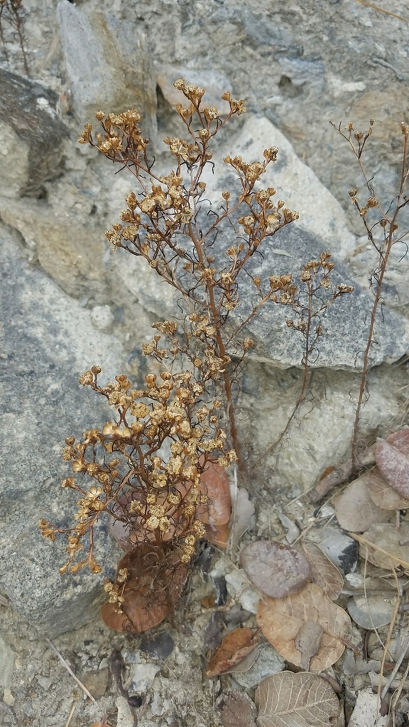 Dwarf Coastweed photo 5