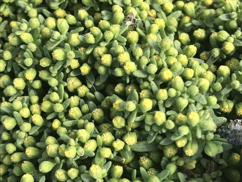 Dwarf Coastweed photo 6