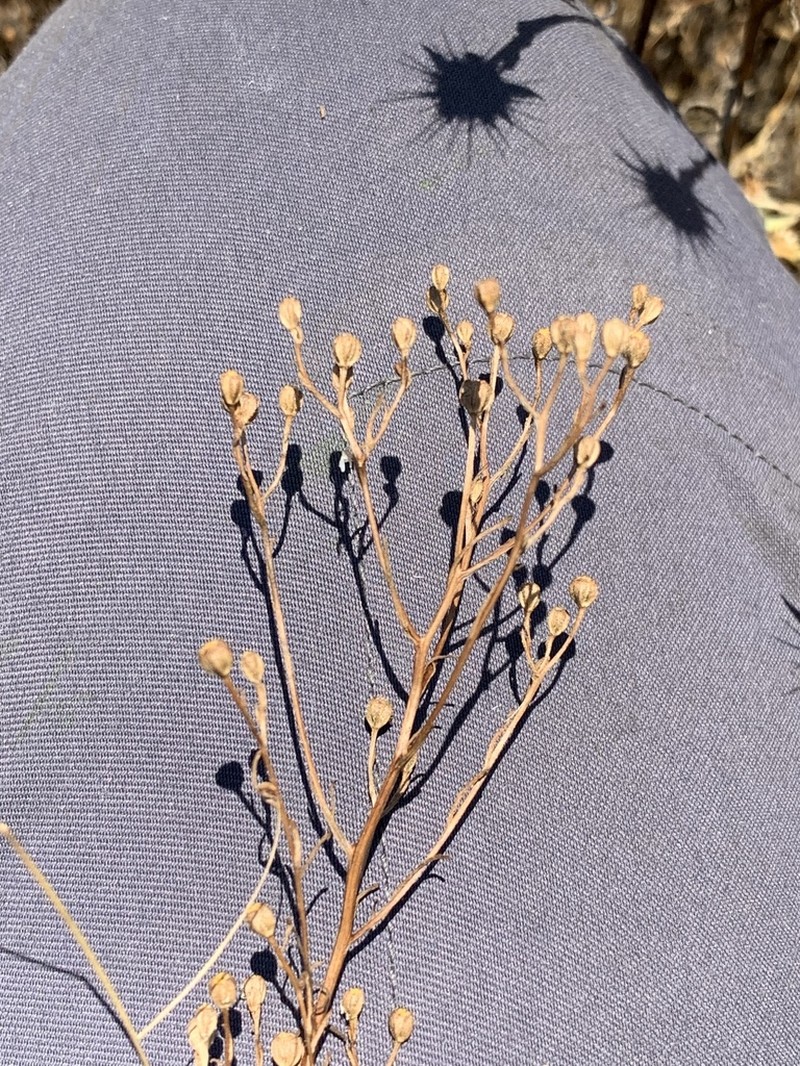 Dwarf Coastweed photo 7