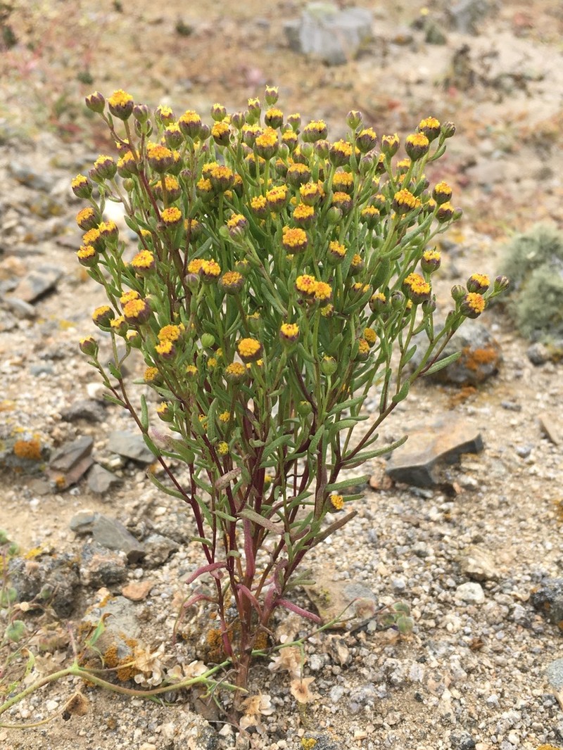 Dwarf Coastweed photo 8