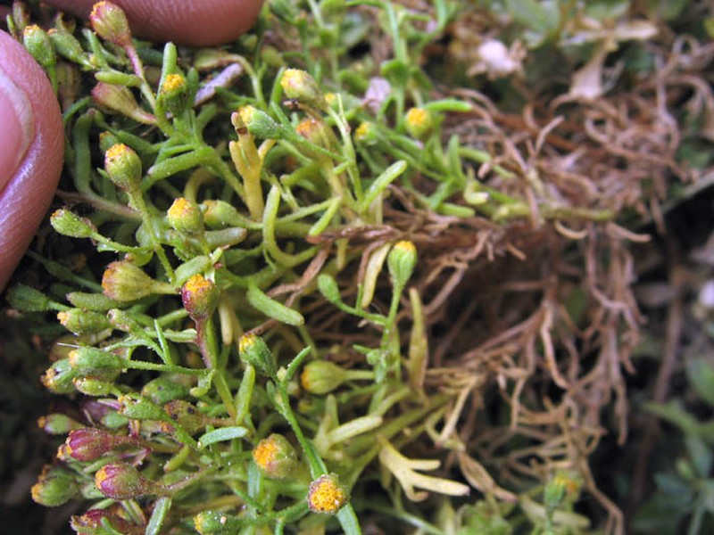 Dwarf Coastweed
