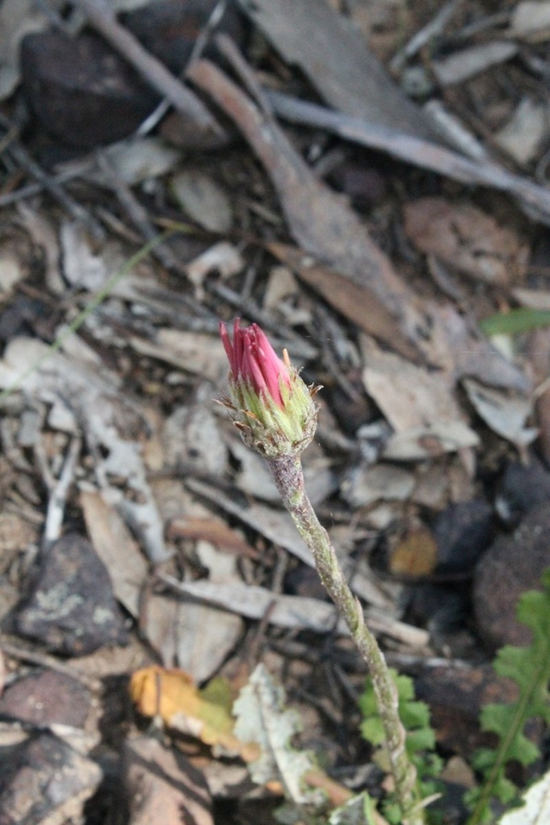 Amblysperma spathulata