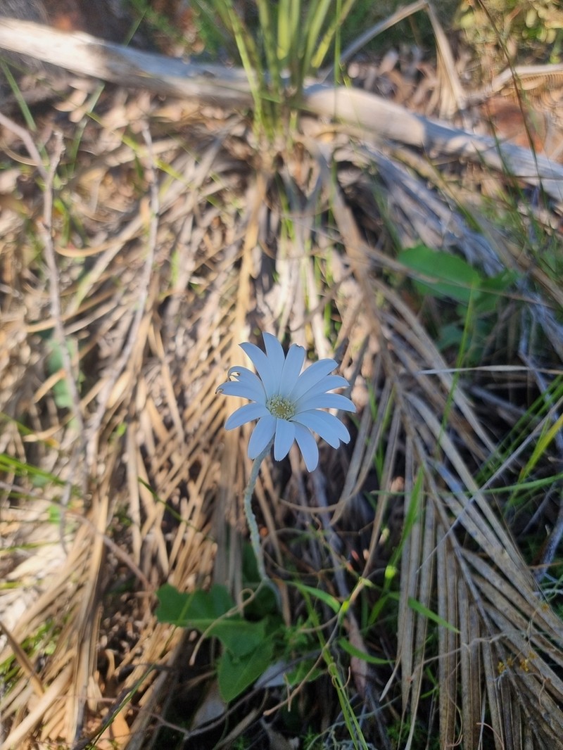 Amblysperma spathulata photo 2
