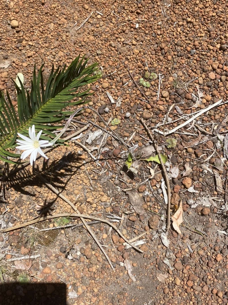 Amblysperma spathulata photo 3