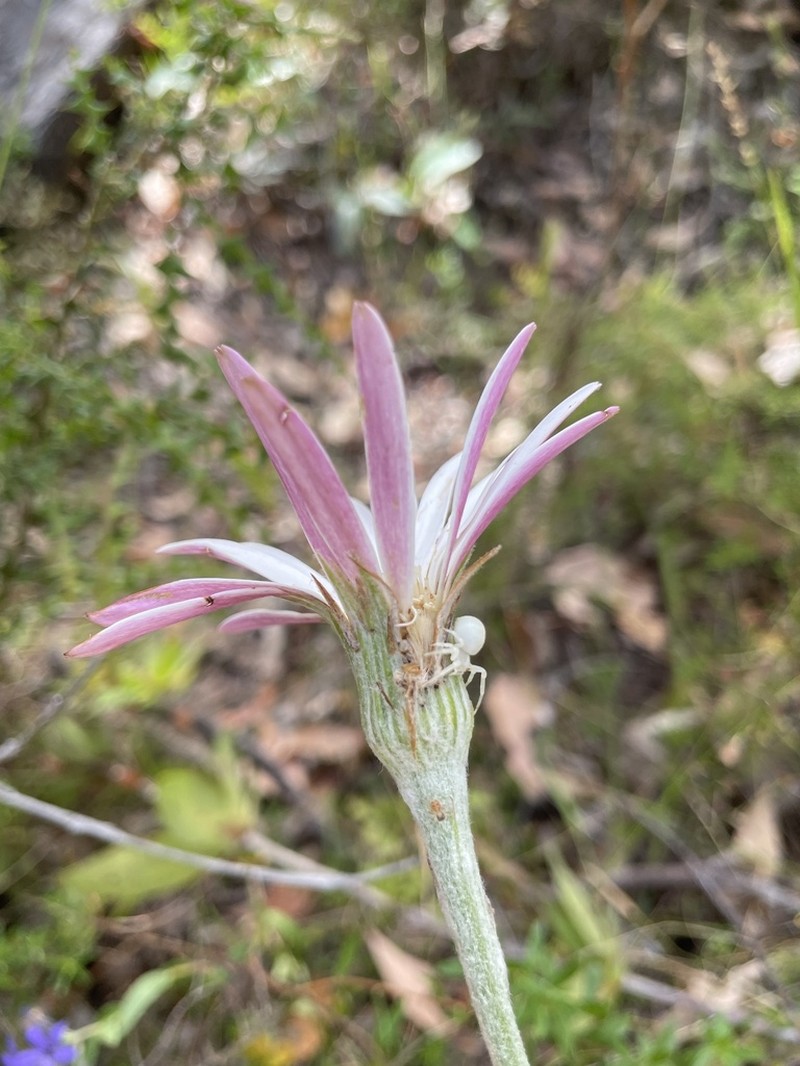 Amblysperma spathulata photo 4