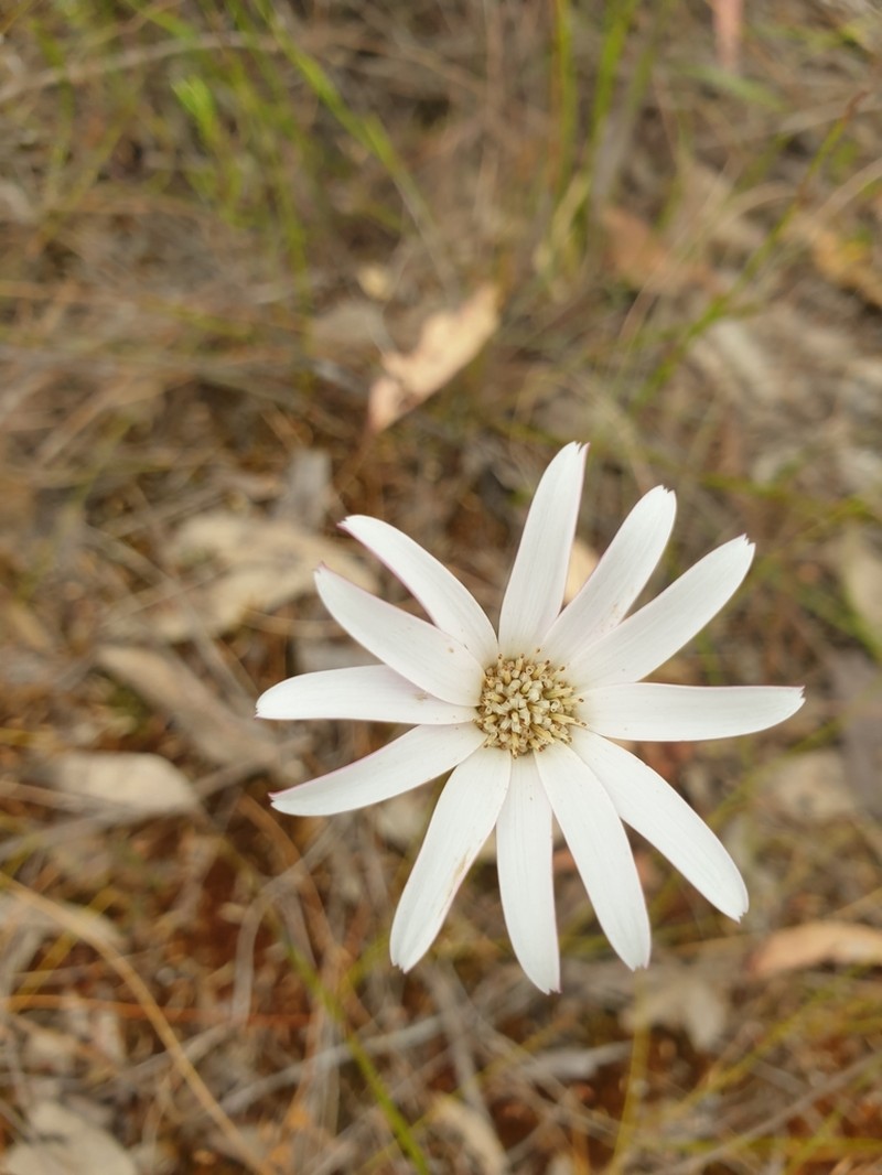 Amblysperma spathulata photo 5
