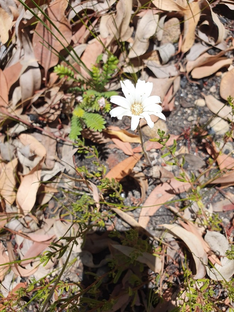 Amblysperma spathulata photo 6