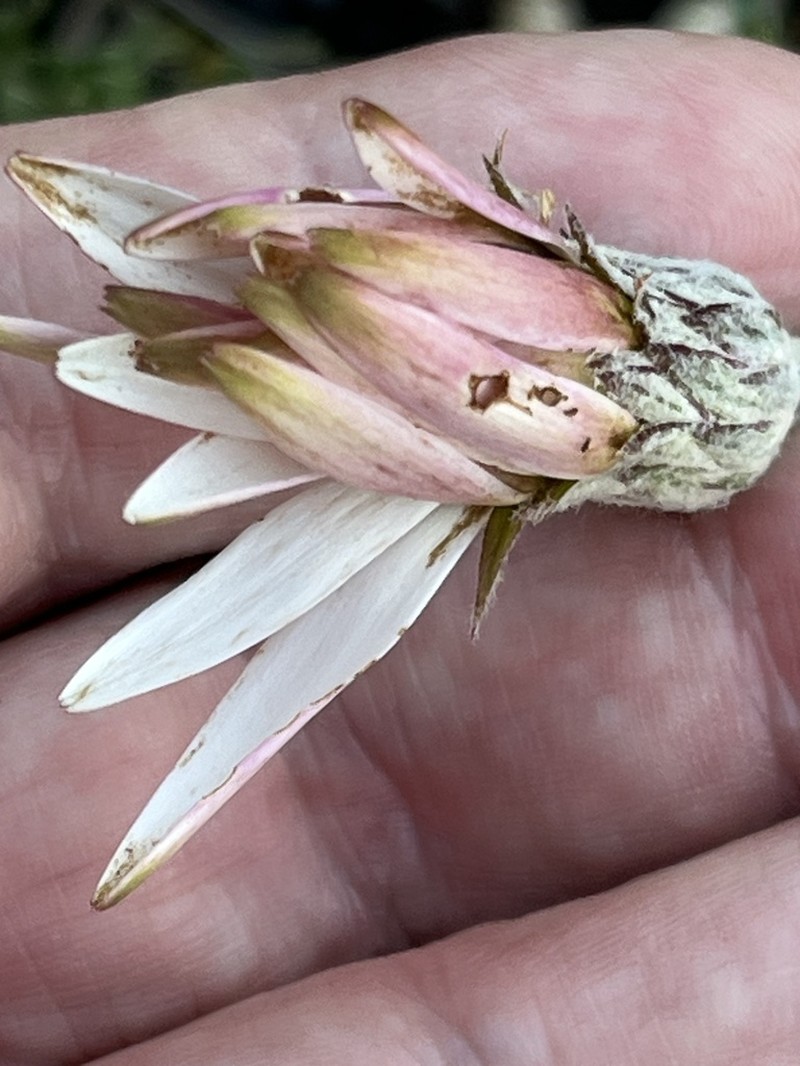 Amblysperma spathulata photo 7