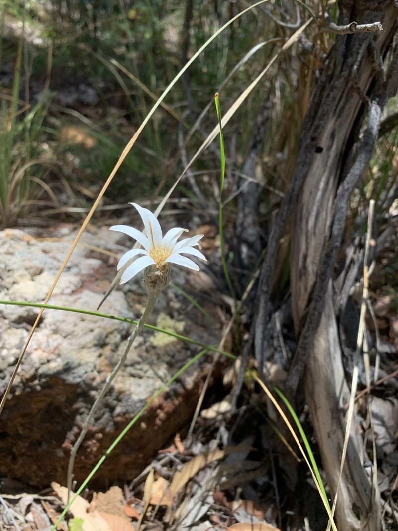 Amblysperma spathulata photo 8