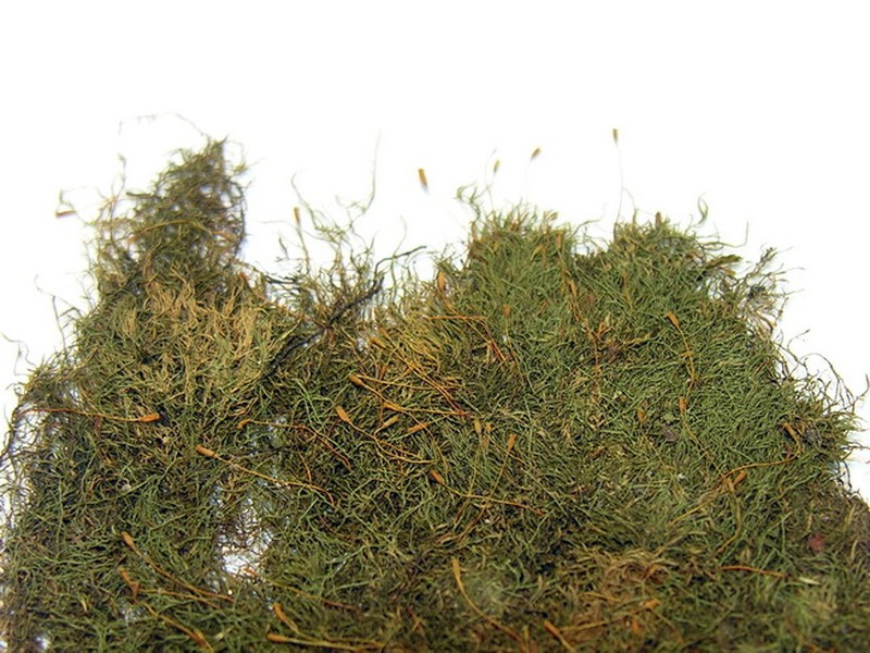 Juratzk's Amblystegium Moss