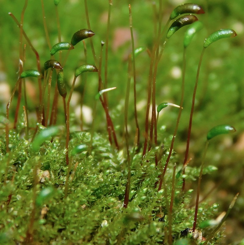 amblystegium moss photo 2