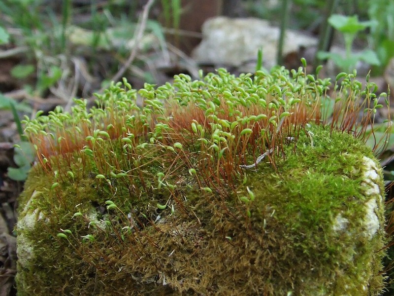 amblystegium moss photo 3