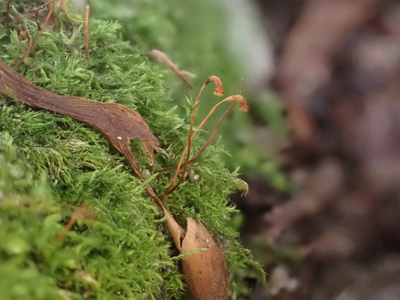 amblystegium moss photo 4