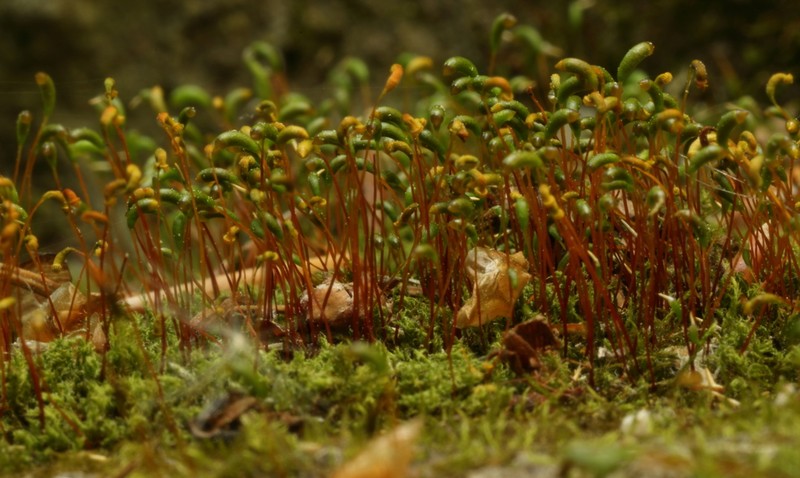 amblystegium moss photo 5