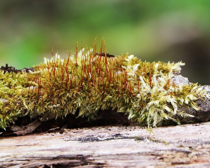 amblystegium moss photo 6