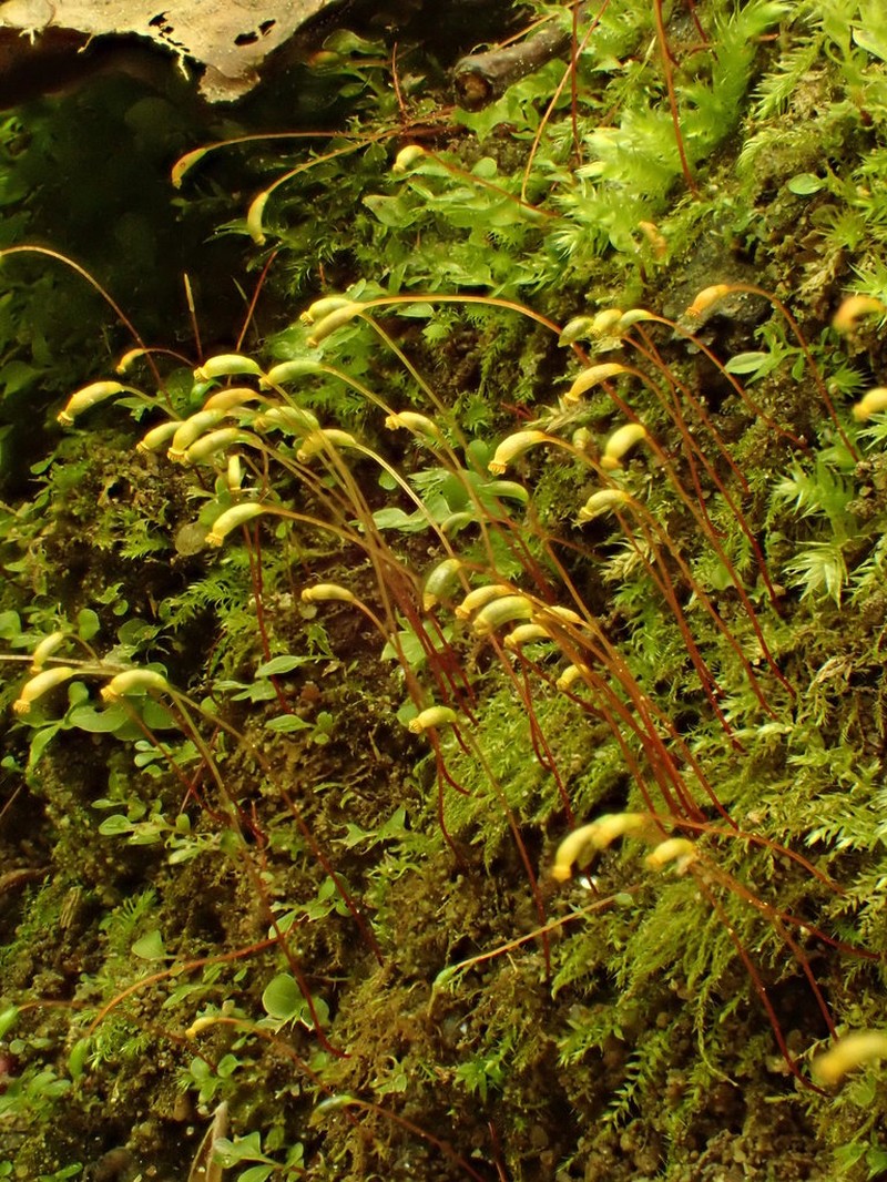 amblystegium moss photo 7