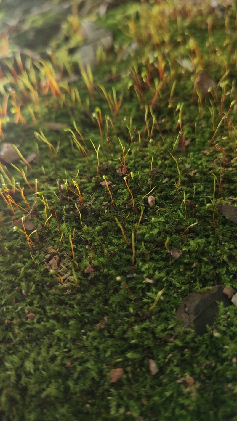 amblystegium moss photo 8