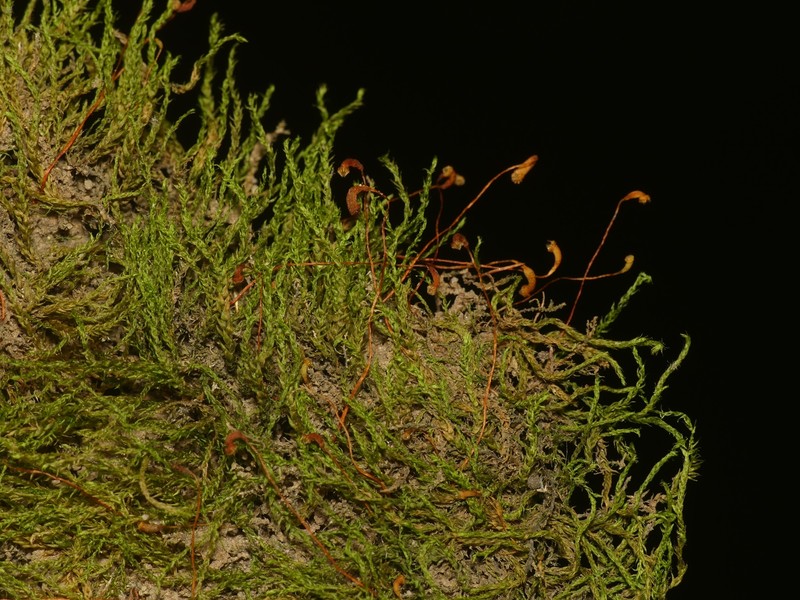 Amblystegium Moss