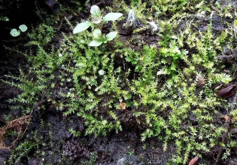 Amblystegium Moss photo 2